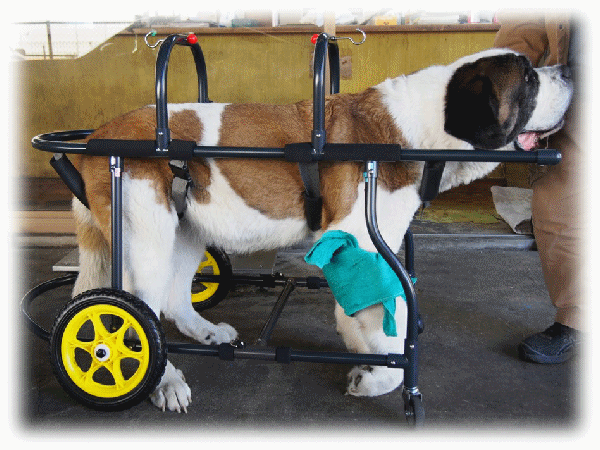 とみおか様専用 犬の車椅子 簡単装着できます。+tevetamw.com