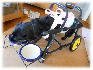 299. 犬用車椅子 コーギーサイズ